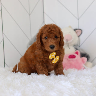 Lochlan - Available 7/2