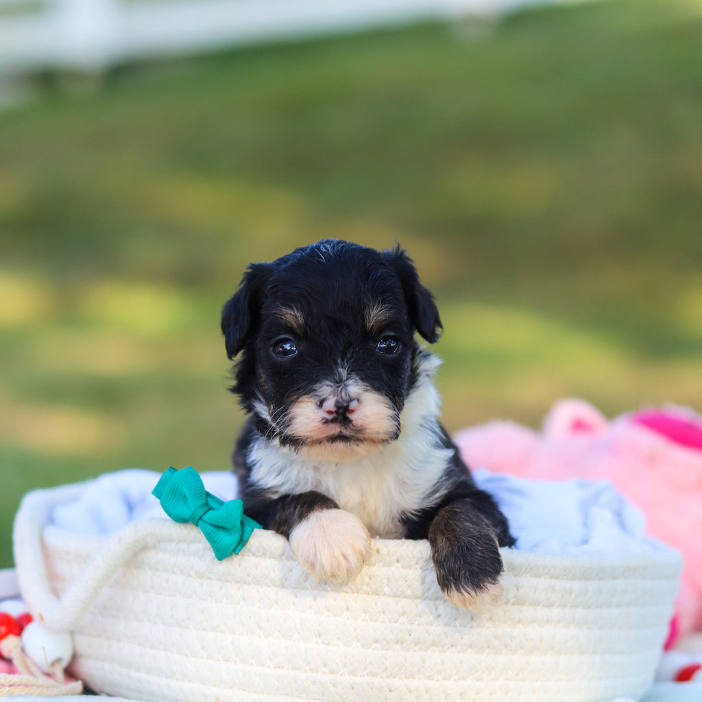 Oscar *PRE-TRAINED* - Available 11/9