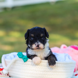 Oscar *PRE-TRAINED* - Available 11/9