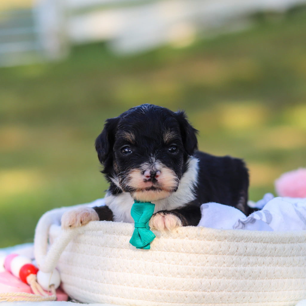 Oscar *PRE-TRAINED* - Available 11/9
