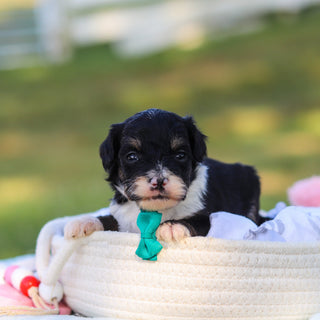 Oscar *PRE-TRAINED* - Available 11/9