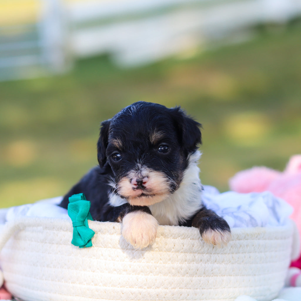 Oscar *PRE-TRAINED* - Available 11/9