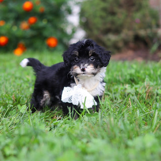 Oscar *PRE-TRAINED* - Available 11/9