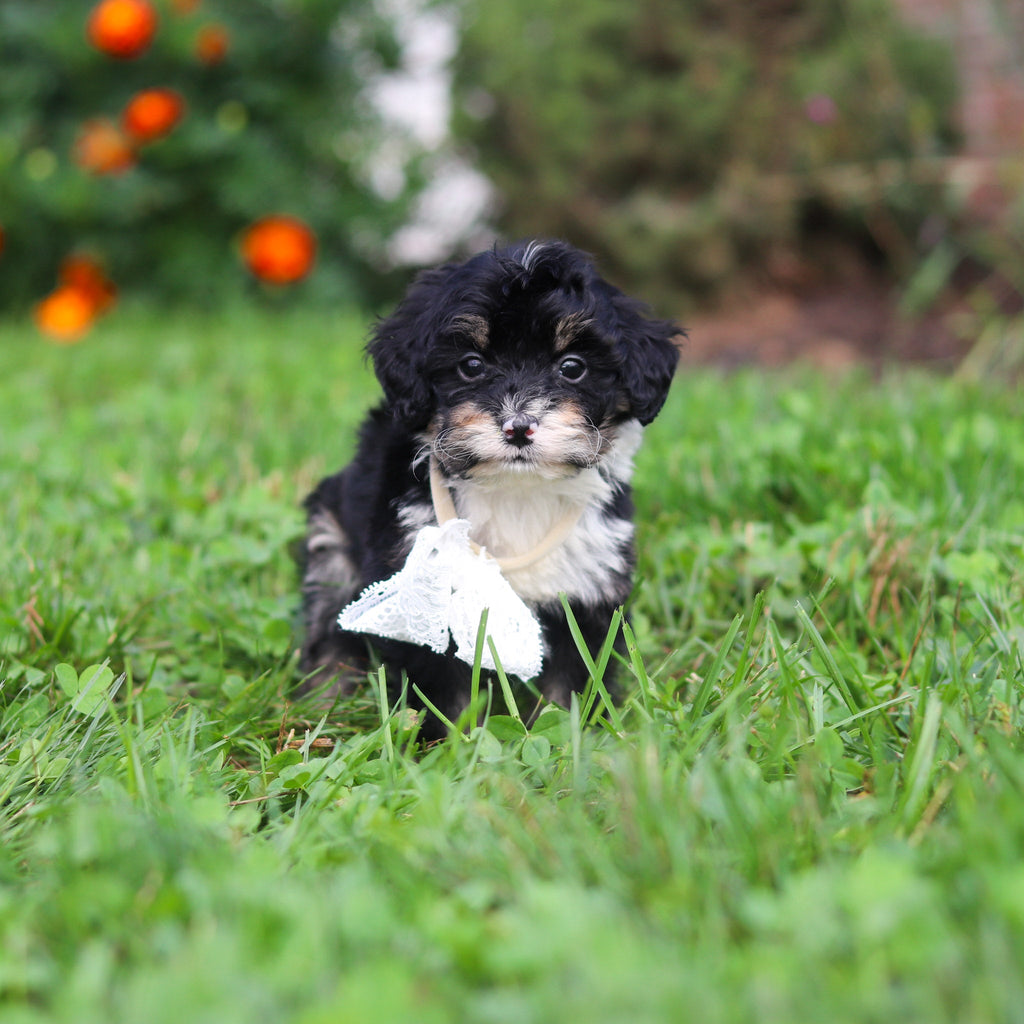 Oscar *PRE-TRAINED* - Available 11/9