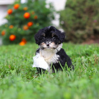 Oscar *PRE-TRAINED* - Available 11/9