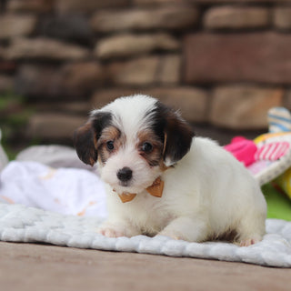 Elvis - Available 8/27