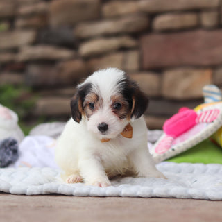 Elvis - Available 8/27