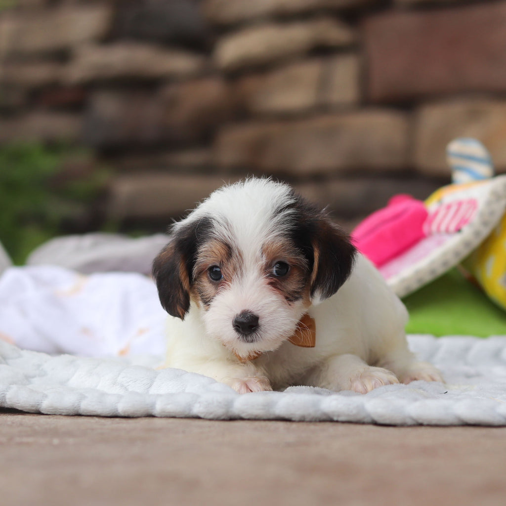 Elvis - Available 8/27