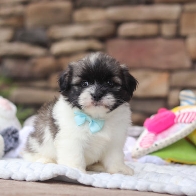 Gibby - Available 8/27