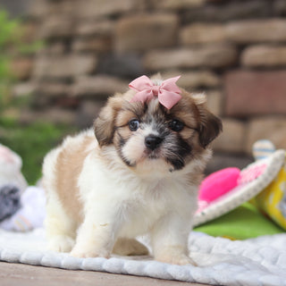 Giada - Available 8/27