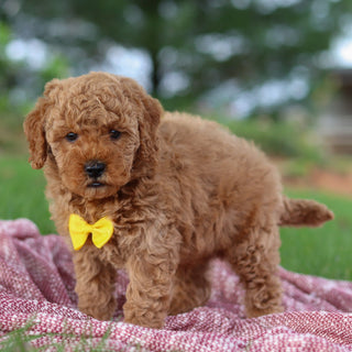 Josef - Available 11/12