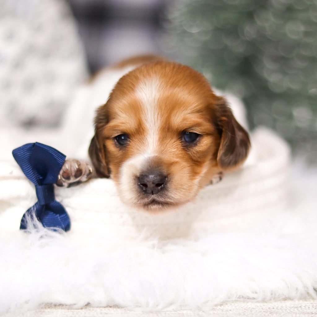 Edwin - Available 3/19