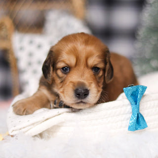 Glen - Available 3/19