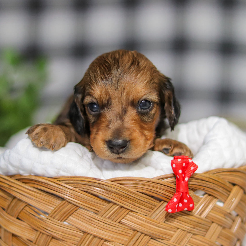 Maurice - Available 4/2