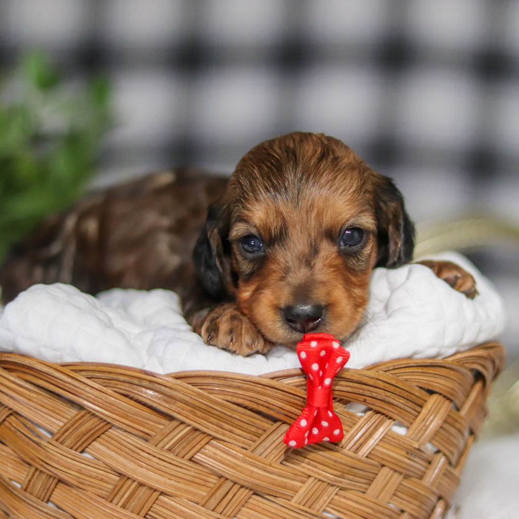 Maurice - Available 4/2