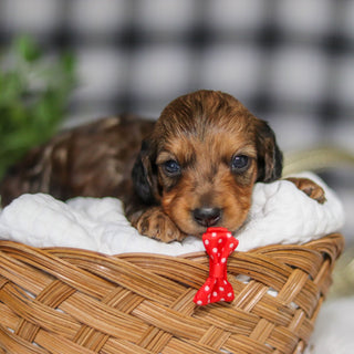 Maurice - Available 4/2