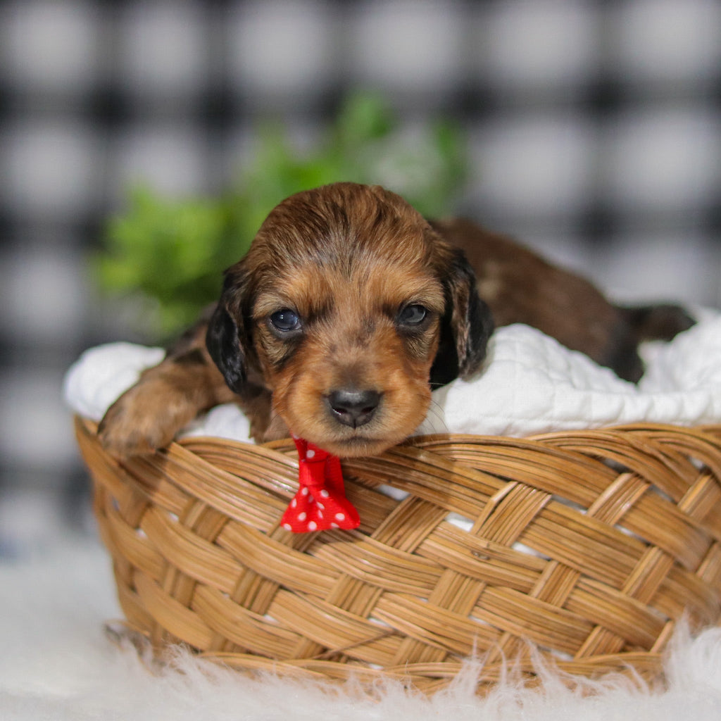 Maurice - Available 4/2