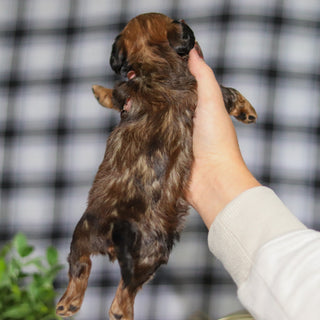 Maurice - Available 4/2