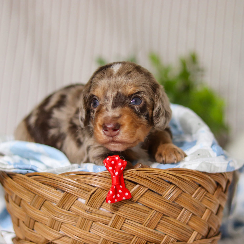 Jude - Available 4/9