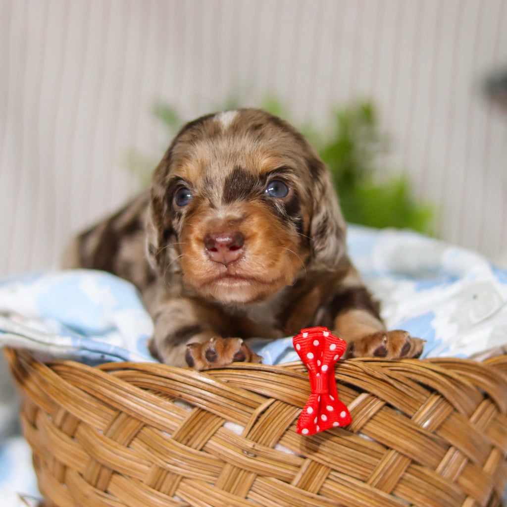 Jude - Available 4/9