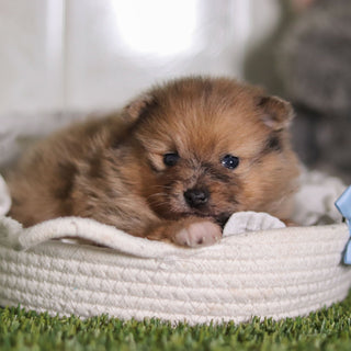 Veronica - Available 2/25