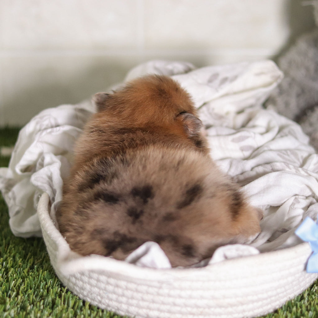 Veronica - Available 2/25