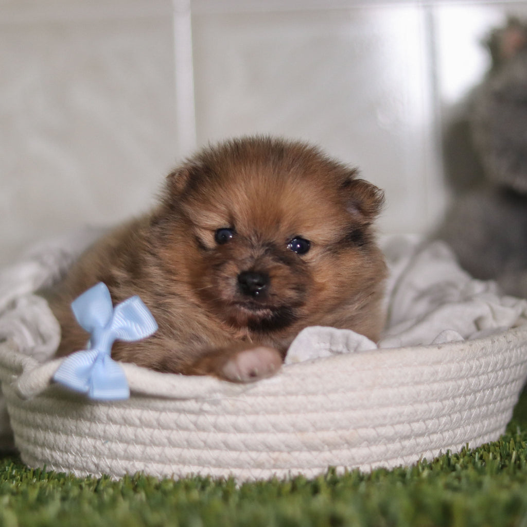 Veronica - Available 2/25