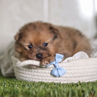 Veronica - Available 2/25