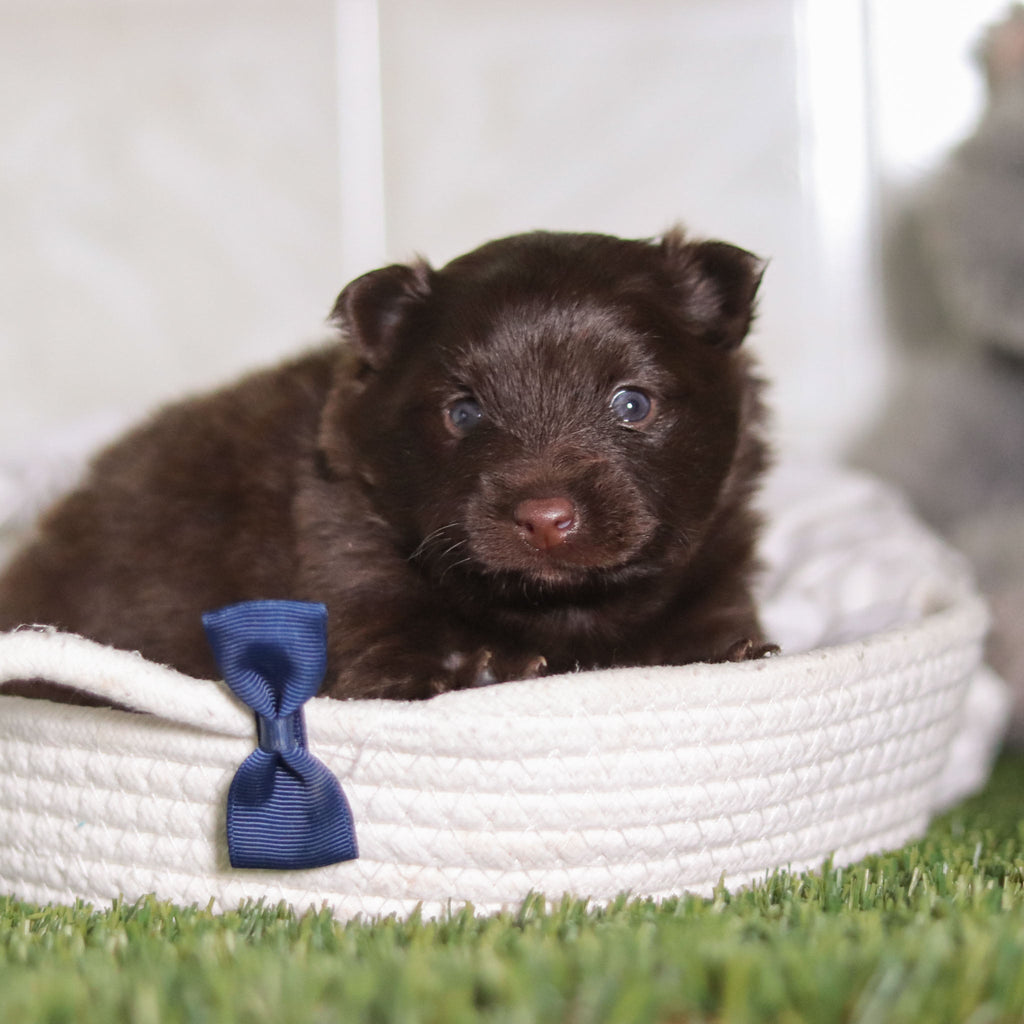 Pongo - Available 3/4