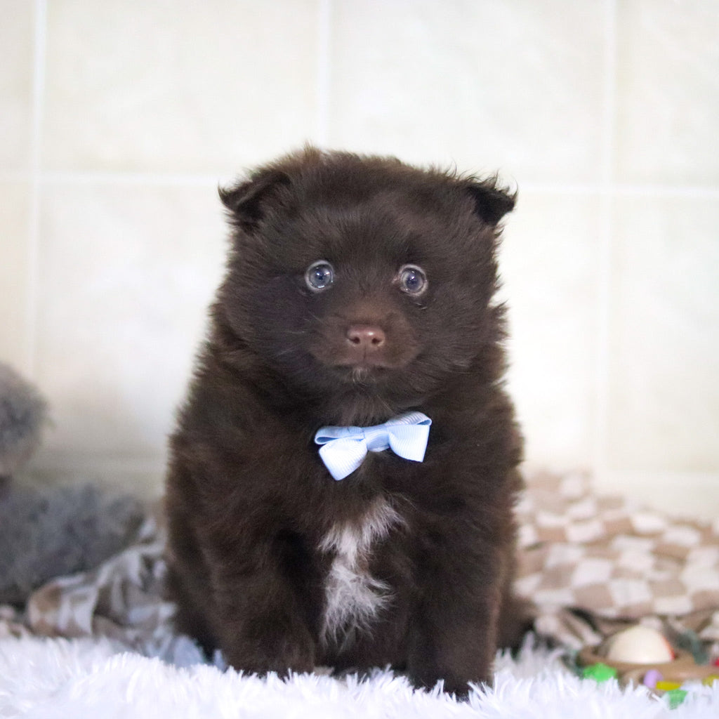 Petey - Available 3/4