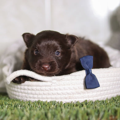 Pongo - Available 3/4