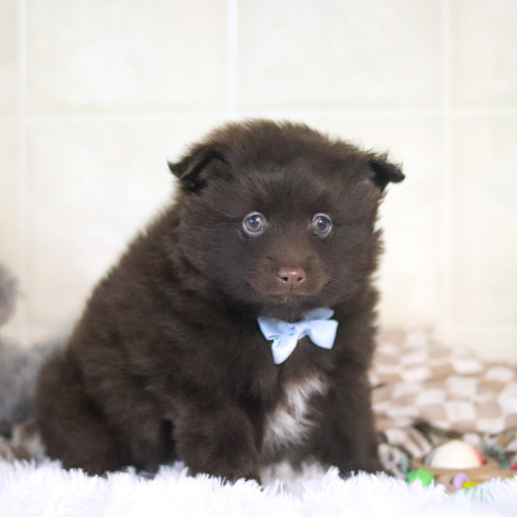 Petey - Available 3/4