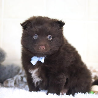 Petey - Available 3/4