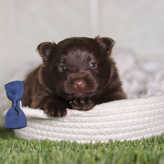 Pongo - Available 3/4