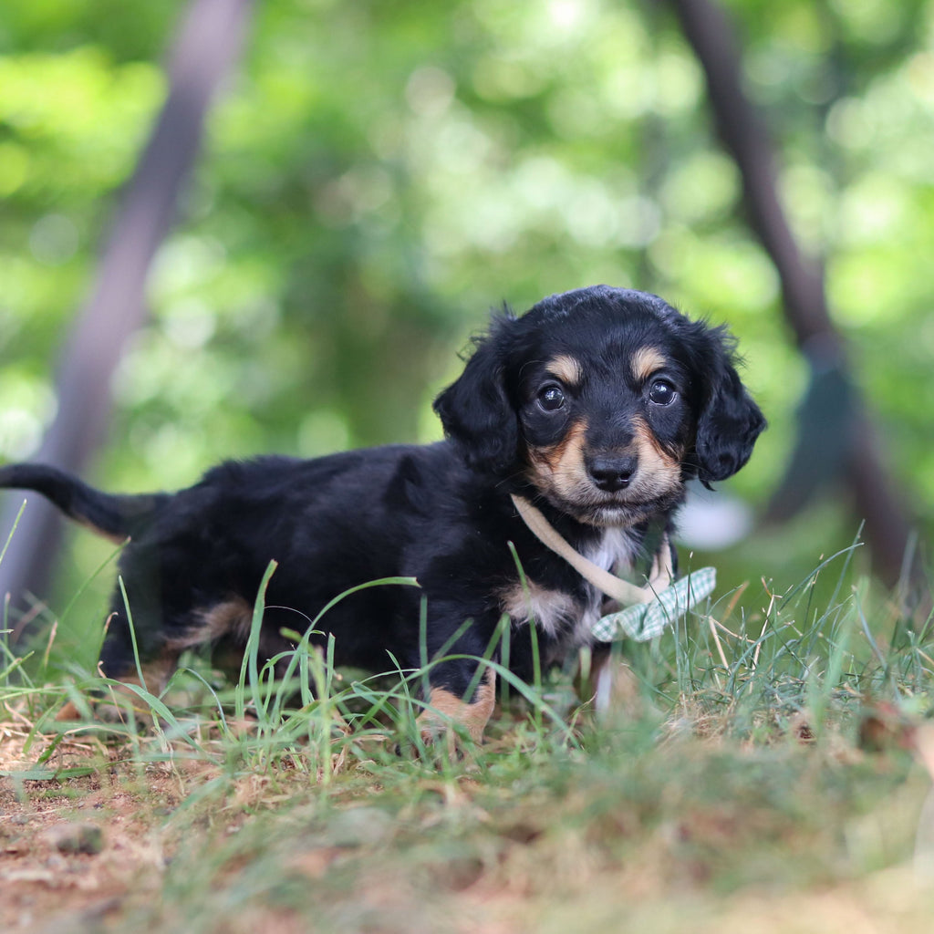 Bruno - *PRE-TRAINED* Available 10/26