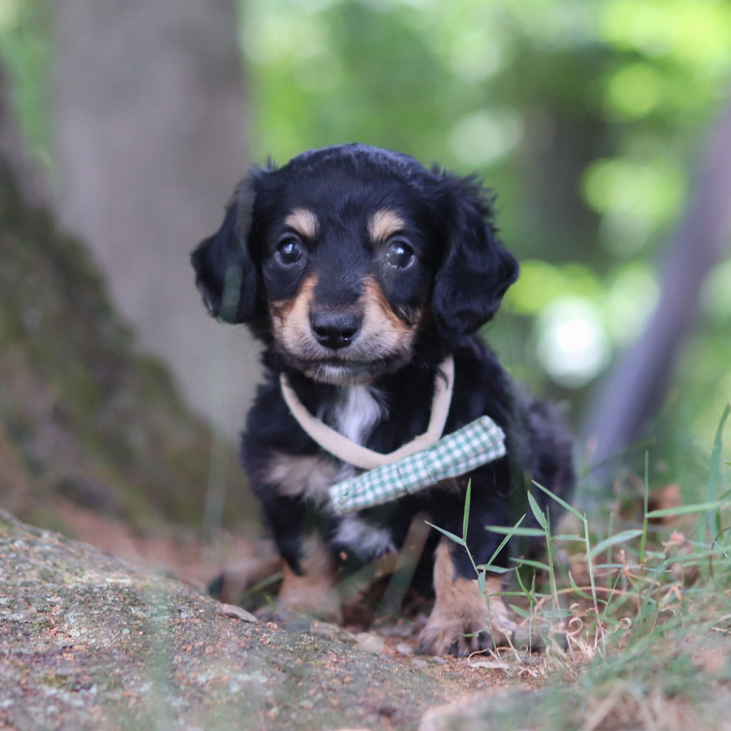 Bruno - *PRE-TRAINED* Available 10/26