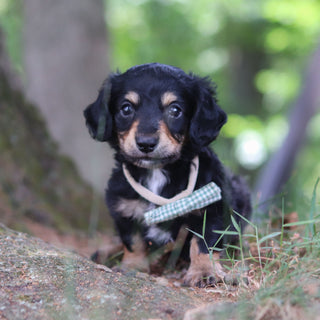 Bruno - *PRE-TRAINED* Available 10/26
