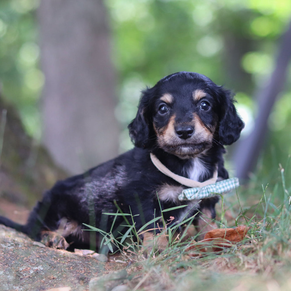 Bruno - *PRE-TRAINED* Available 10/26