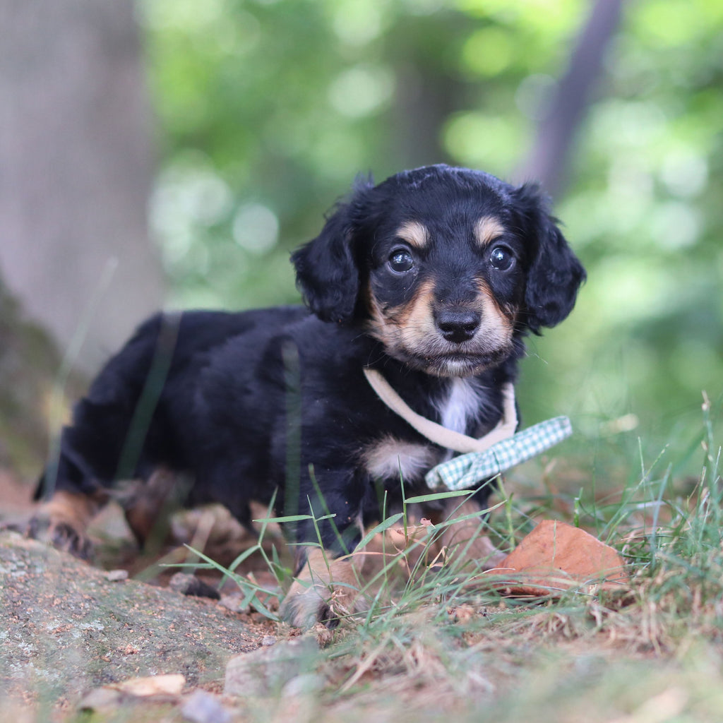 Bruno - *PRE-TRAINED* Available 10/26