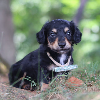 Bruno - *PRE-TRAINED* Available 10/26