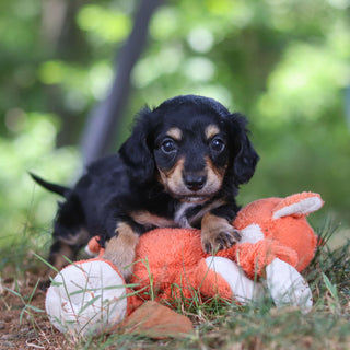 Bruno - *PRE-TRAINED* Available 10/26