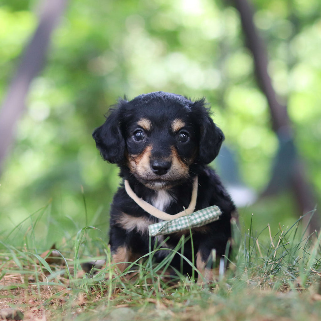 Bruno - *PRE-TRAINED* Available 10/26
