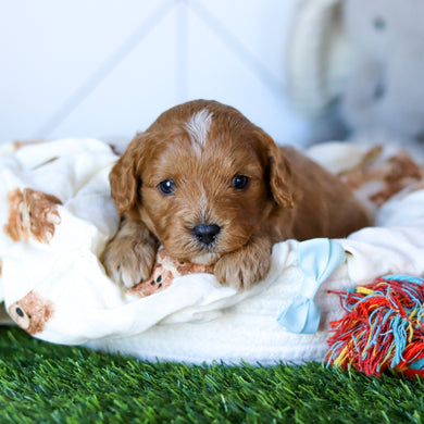 Nico - Available 2/26