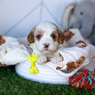 Noah - Available 2/26