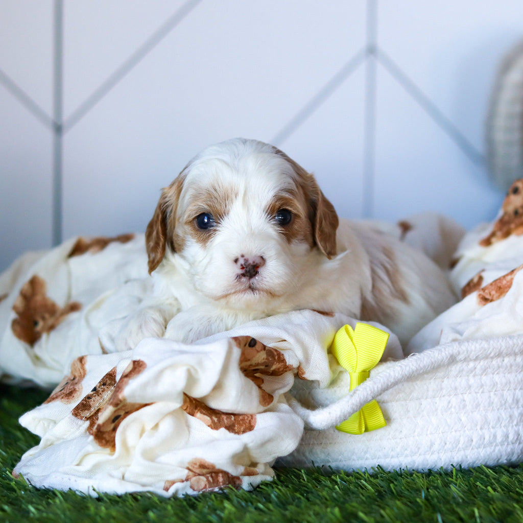 Noah - Available 2/26