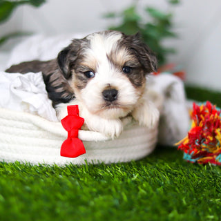 Zuri - Available 2/18