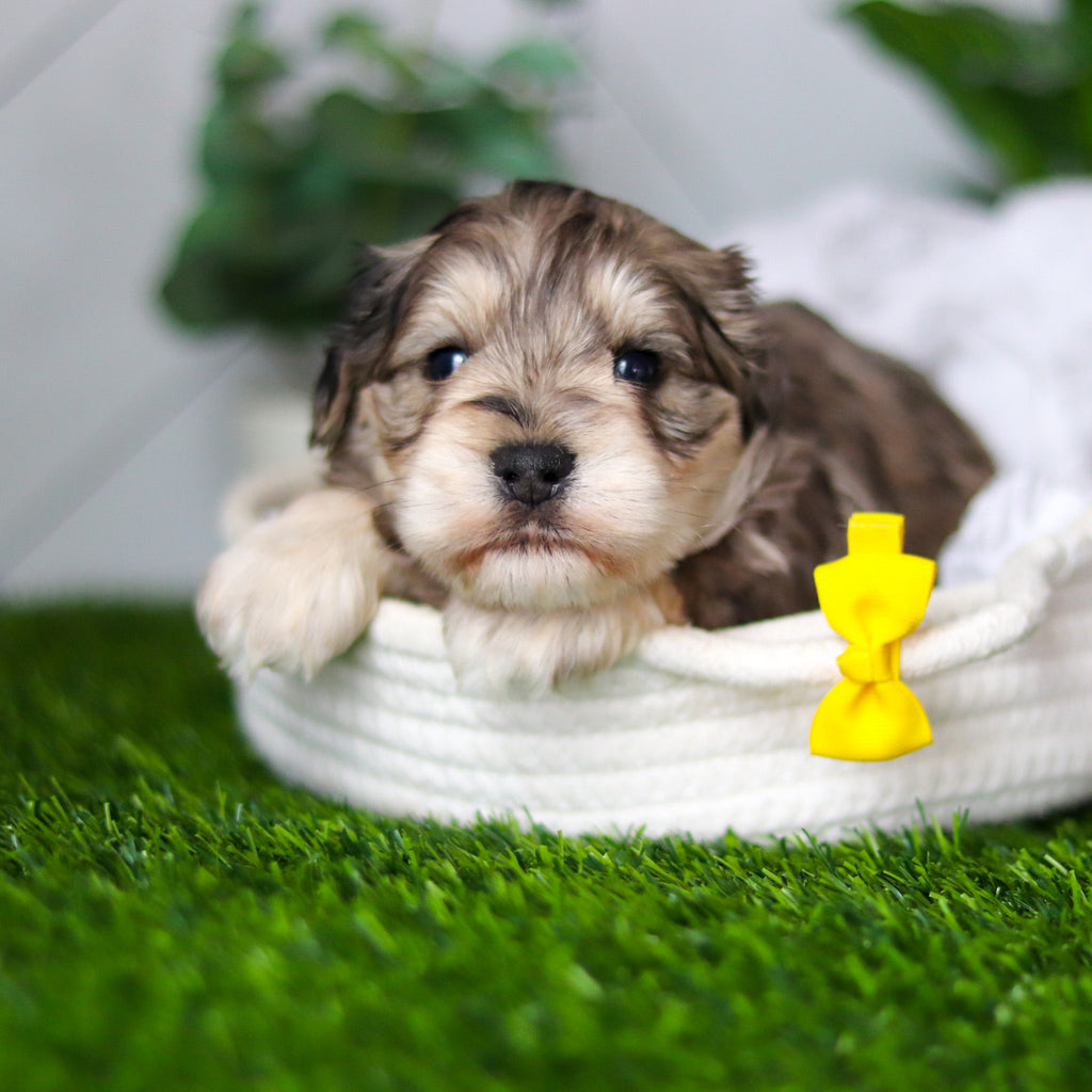 Hughes - Available 2/19