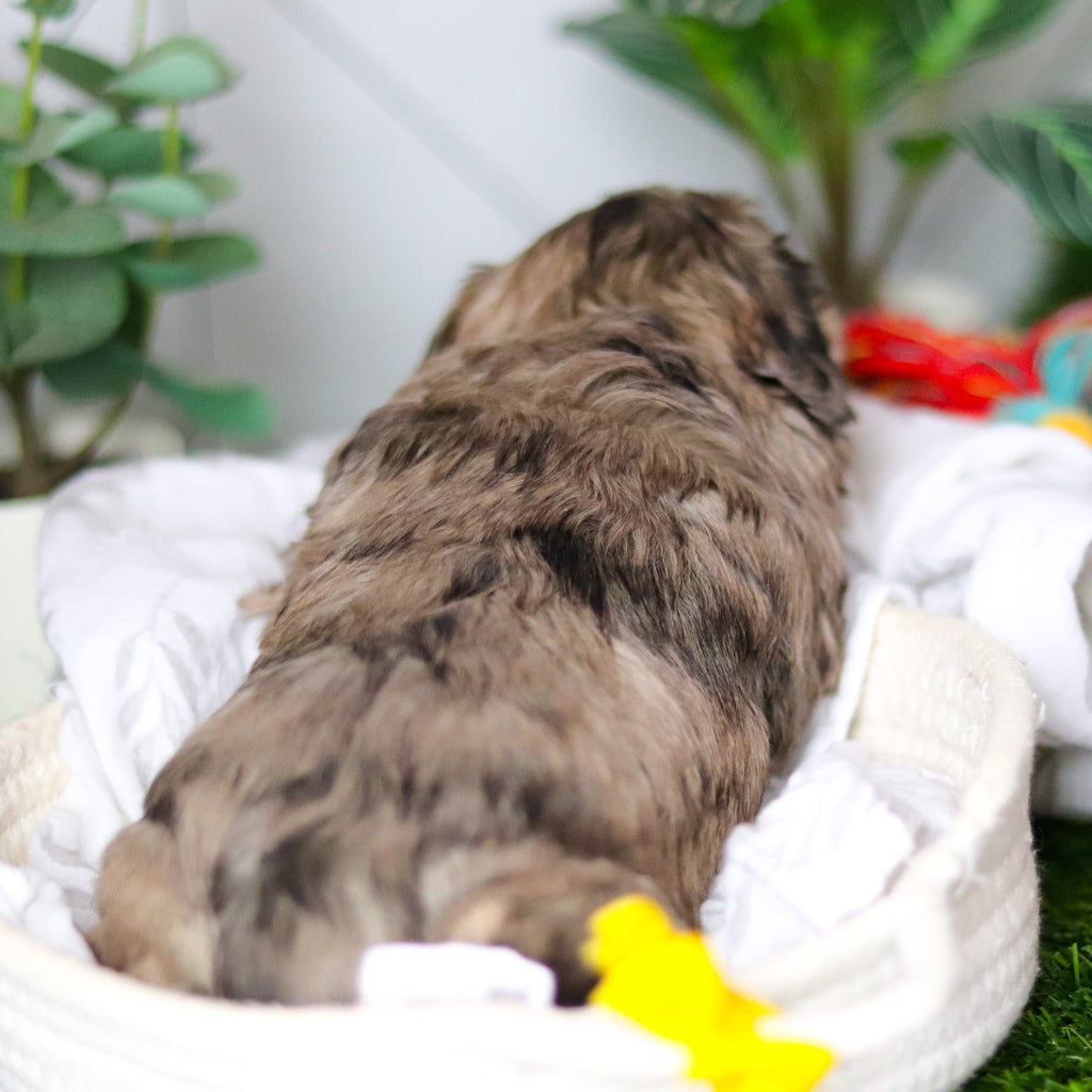 Hughes - Available 2/19