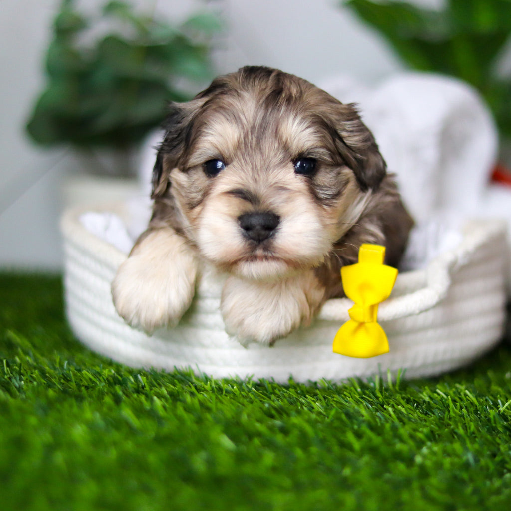 Hughes - Available 2/19