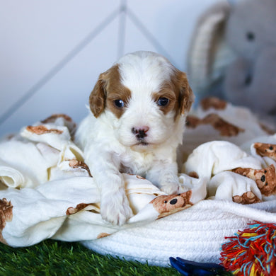 Nolan - Available 2/26